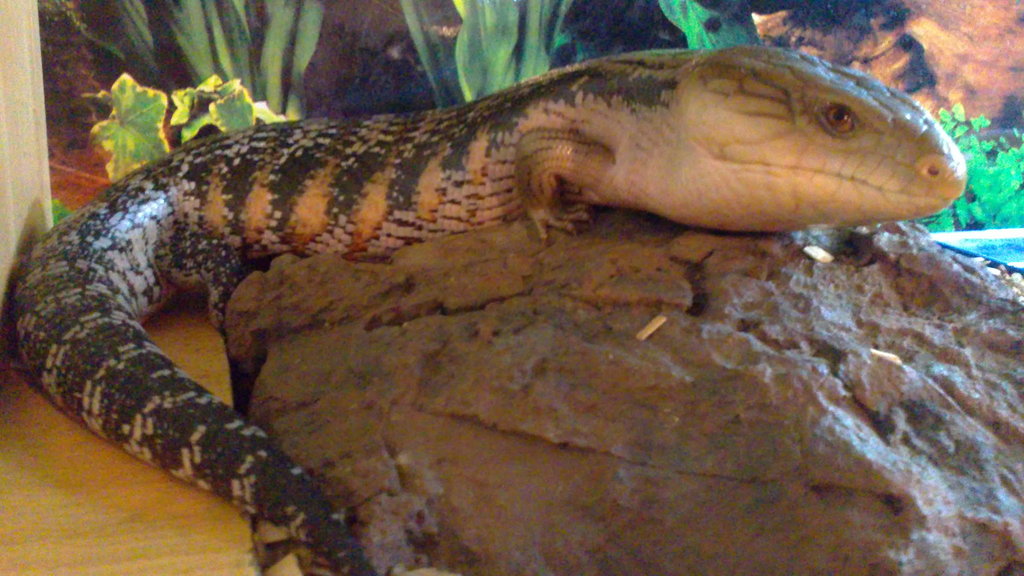 TILIQUA SCINCOIDES INTERMEDIA