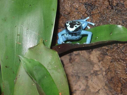 tinintorius blue jeans.JPG