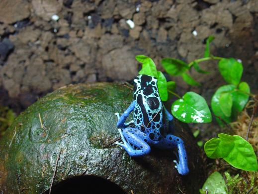 tinintorius blue jeans.JPG1.JPG