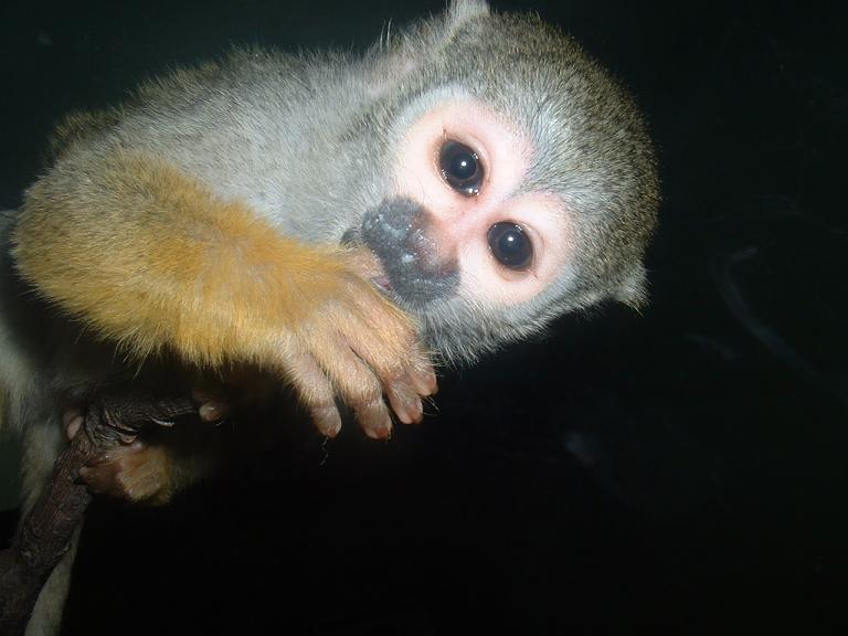 Titi santillana 1.JPG