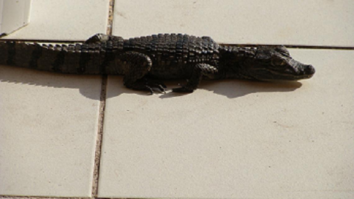 tito tomando el sol.jpg