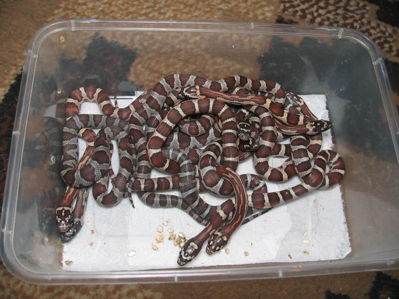 tL.mexicana thayeri X P.guttatus snow.jpg