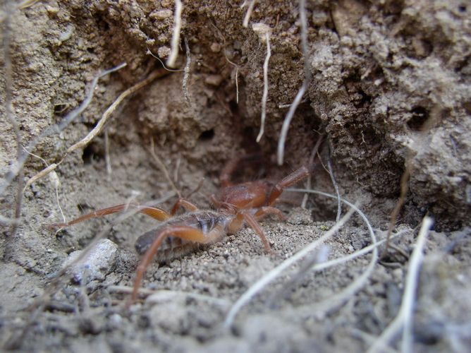 tn_gluvia dorsalis.JPG