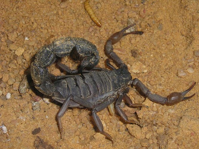 tn_hadogenes bicolor.JPG