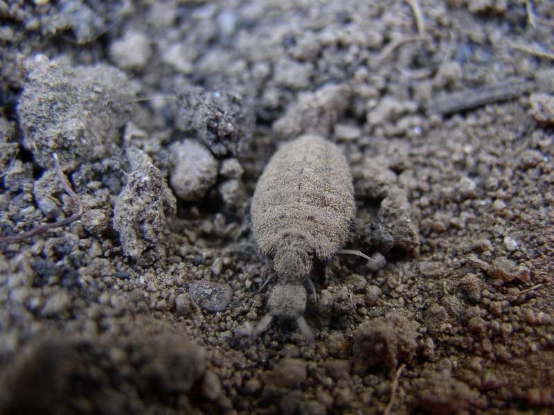 tn_myrmyleon formicarius.JPG