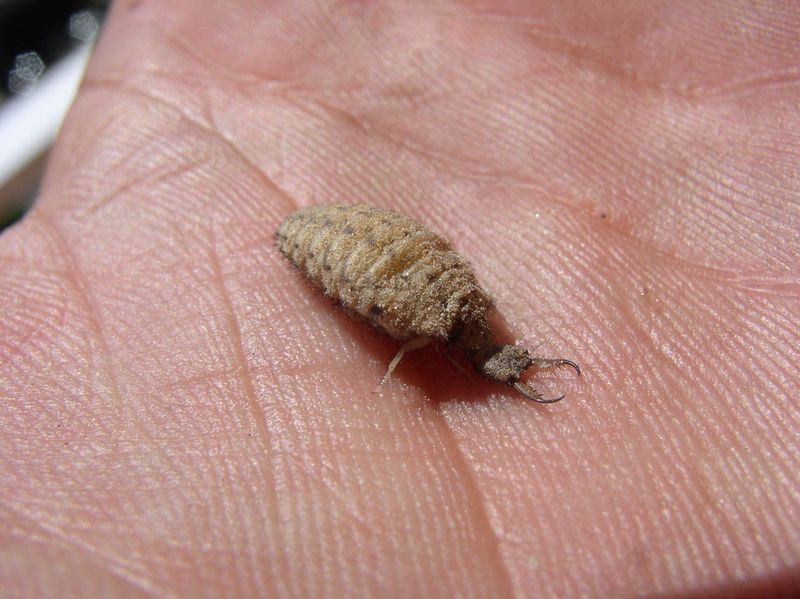 tn_myrmyleon formicarius2.JPG