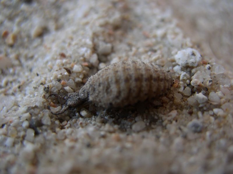 tn_myrmyleon formicarius3.JPG