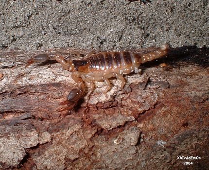 tn_Scorpio maurus,.JPG