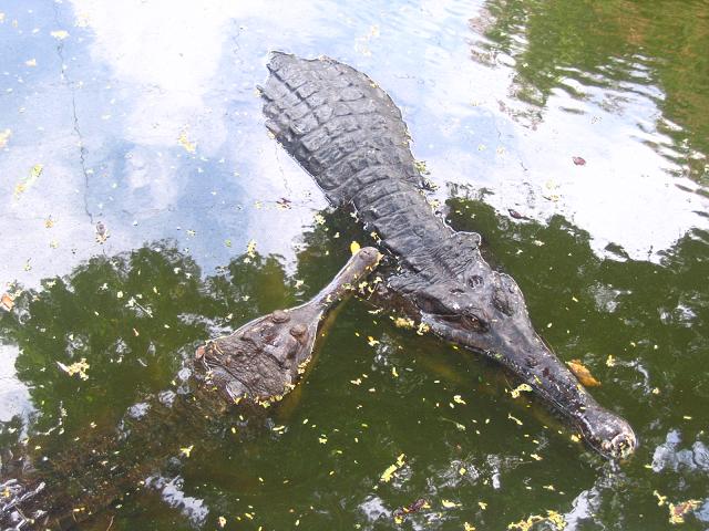 Tomistoma.jpg