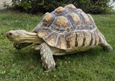 Tortoise_KezumeHyoumon[1].jpg