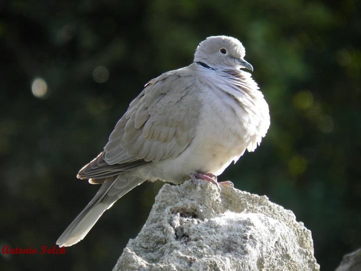 Tortola turca (Streptopelia decaocto)