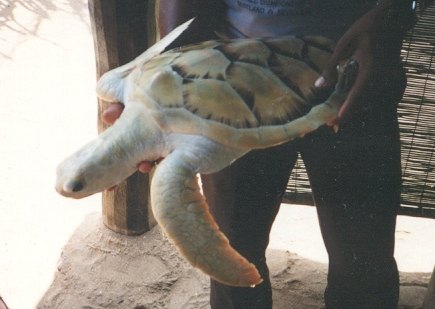 tortuga amelanesica.jpg