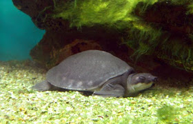 Tortuga de nariz de cerdo[1]