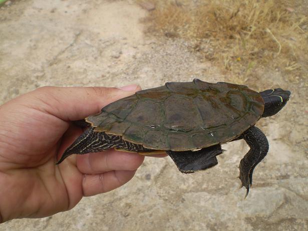 tortuga.JPG