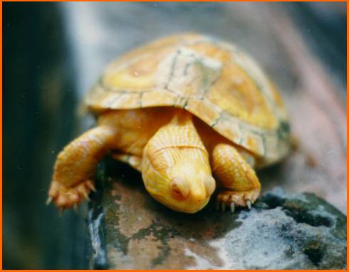 tortuga pintada albina.jpg