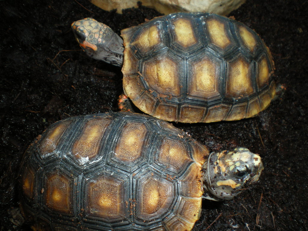 tortugas 343