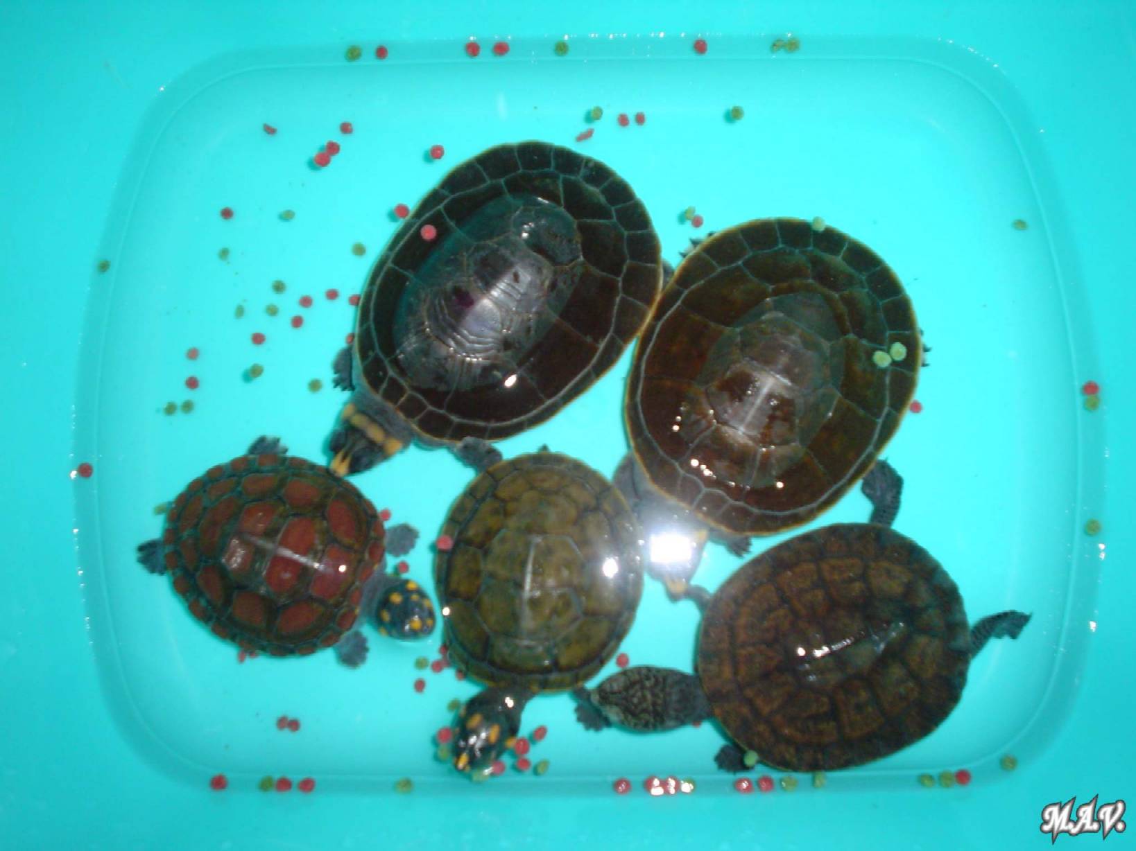 Tortugas Amazonicas (1).JPG