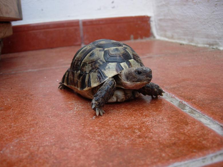 tortus 30 agosto 05 011.jpg