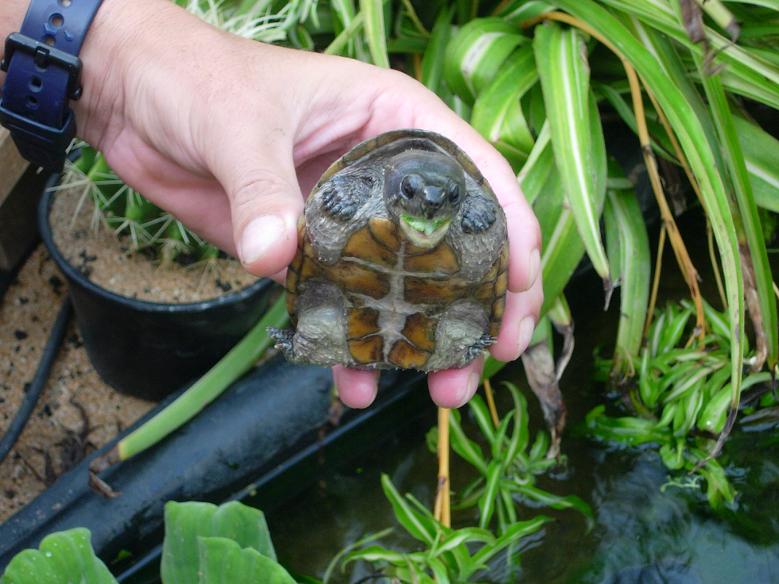 tortus 30 agosto 05 061.jpg