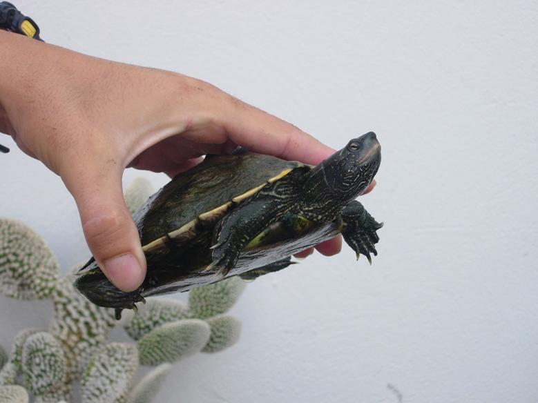 tortus 30 agosto 05 063.jpg