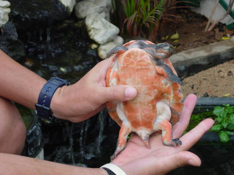 tortus 30 agosto 05 068.jpg