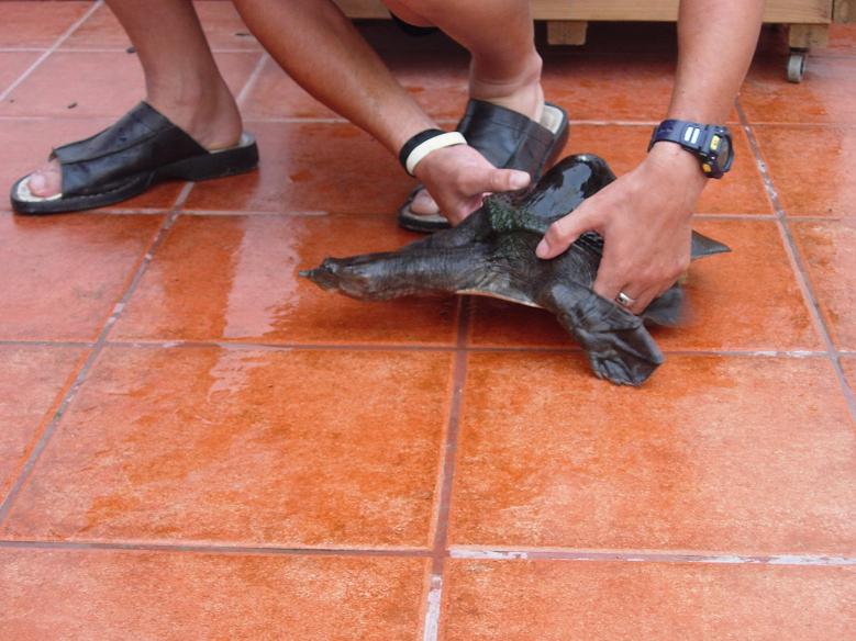 tortus 30 agosto 05 084.jpg