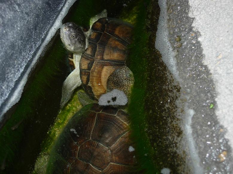 tortus 30 agosto 05 108.jpg