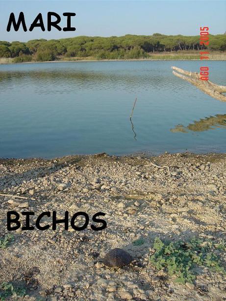 tortus malas 006.jpg