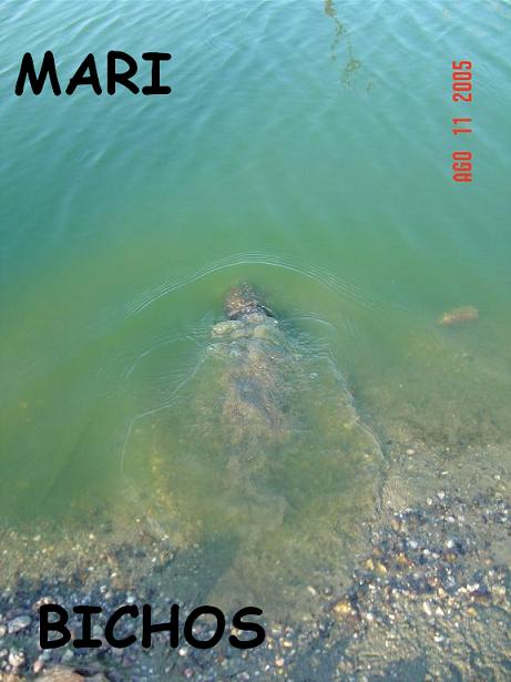 tortus malas 008.jpg