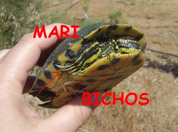 tortus malas 009.jpg