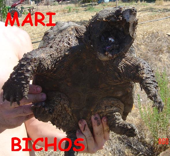 tortus malas 012.jpg