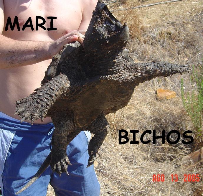 tortus malas 013.jpg