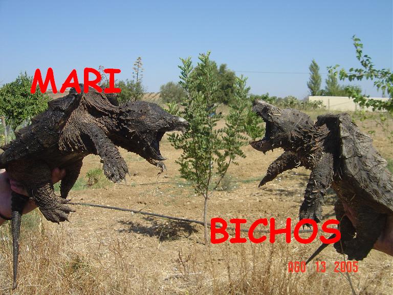 tortus malas 019.jpg