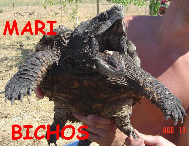 tortus malas 026.jpg