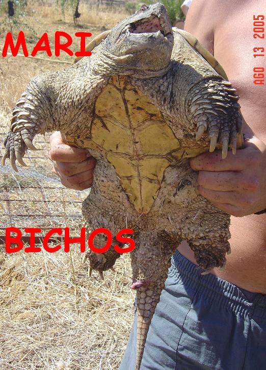 tortus malas 036.jpg