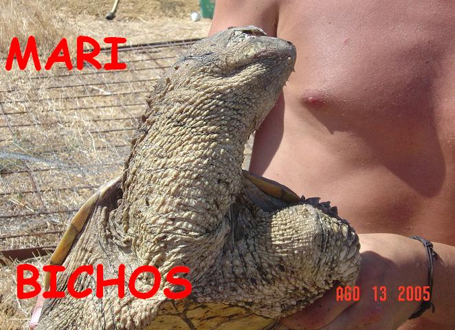 tortus malas 037.jpg