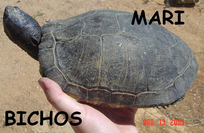 tortus malas 039.jpg