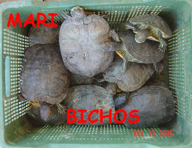 tortus malas 040.jpg