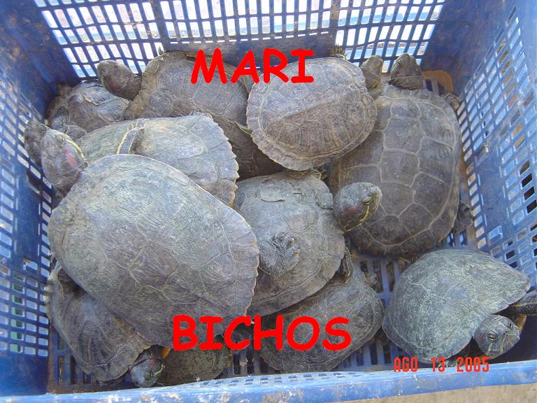 tortus malas 043.jpg