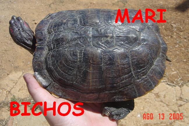 tortus malas 044.jpg