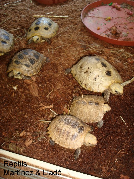 tot el grupillo~1.JPG