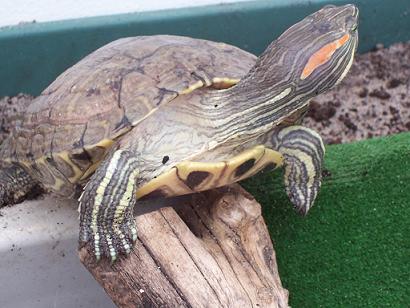 Trachemys.JPG