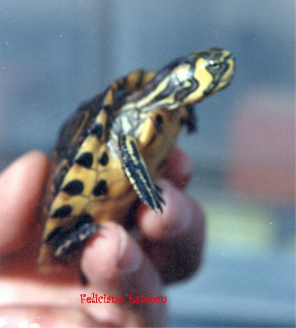Trachemys scripta cripta N1(hembra).jpg