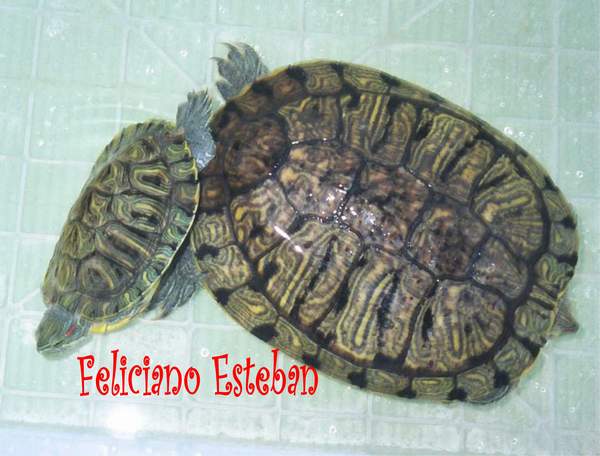 Trachemys scripta elegans (copulando).jpg