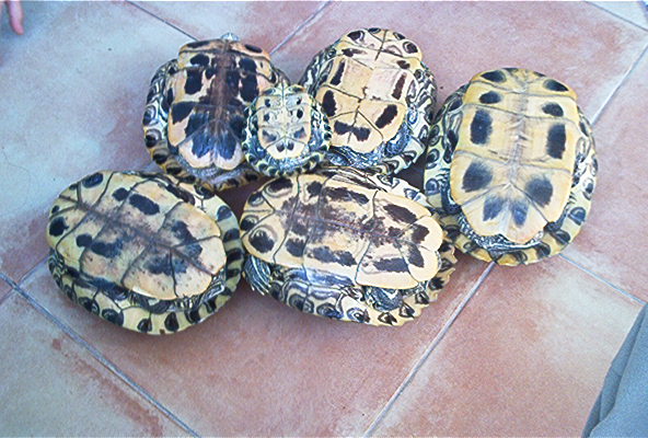 Trachemys scripta elegans (grupo Nº1) B.jpg