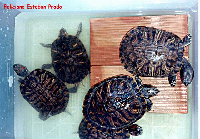Trachemys scripta elegans (grupo Nº2) A.jpg