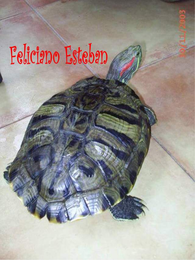 Trachemys scripta elegans (Hembra adulta).jpg