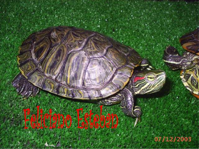 Trachemys scripta elegans (Macho subadulto).jpg