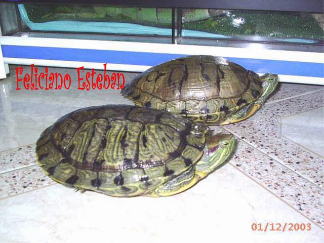 Trachemys scripta elegans(pareja adulta).jpg