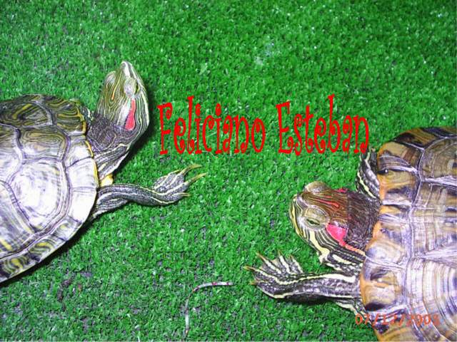 Trachemys scripta elegans (pareja subadulta).jpg